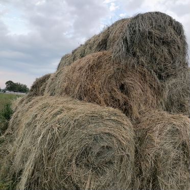Продам сено в тюках в наличии 70 шт
