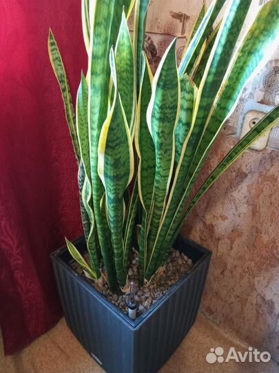 Сансевиерия