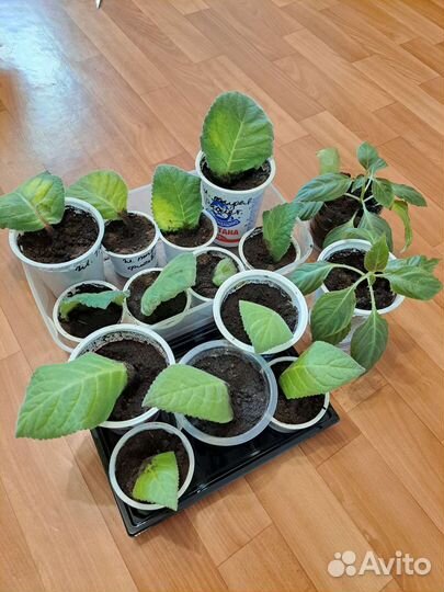 Глоксиния, Тидея, Огонёк