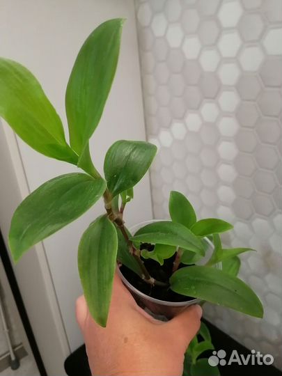 Неприхотливое комнатные, офисные растения. цветы