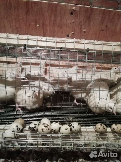 Перепела 5недель