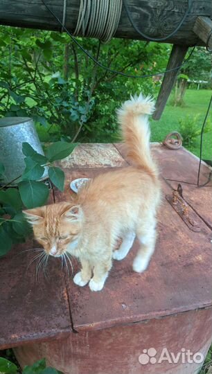 Ласковый рыжик