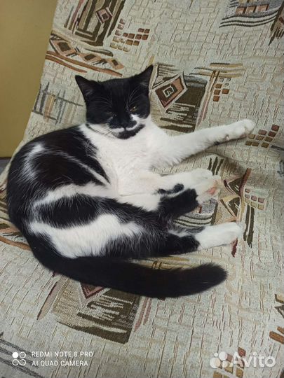 Кошечка в добрые руки