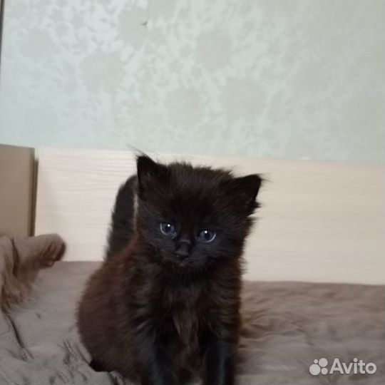 Котята мейкун бронь