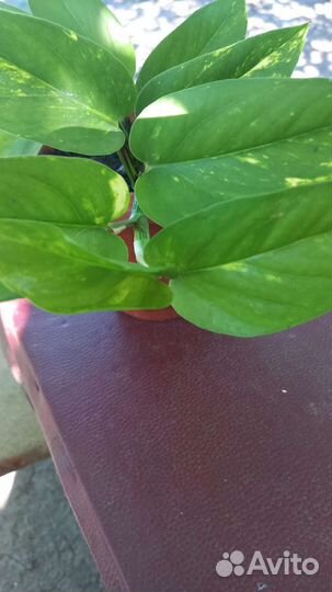 Сциндапсус