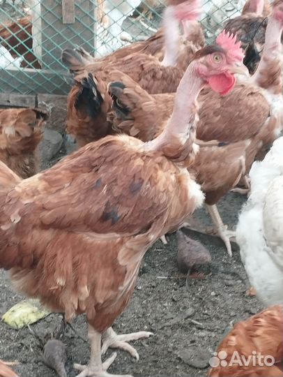 Молодки голошейки