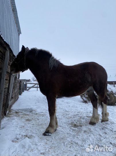 Продажа лошадь жеребец