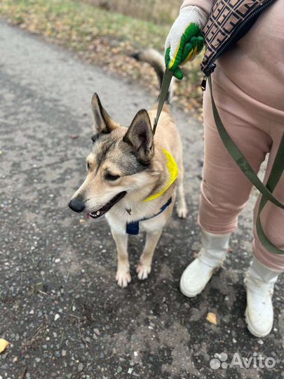 Ласковый и нежный Персик