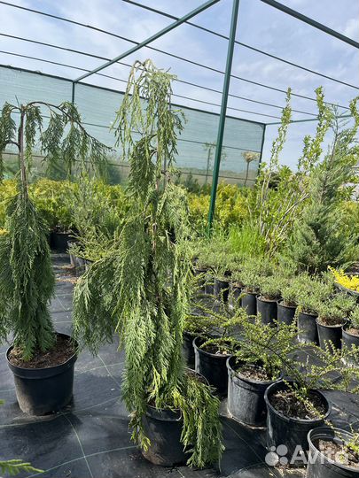 Растения для сада