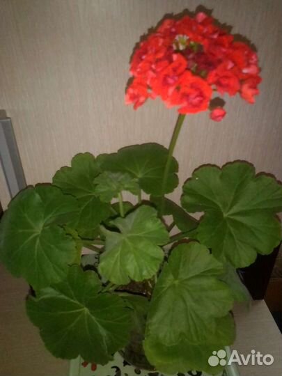 Фиалка и герань