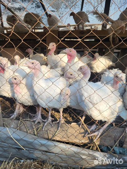 Индюшата биг премиум