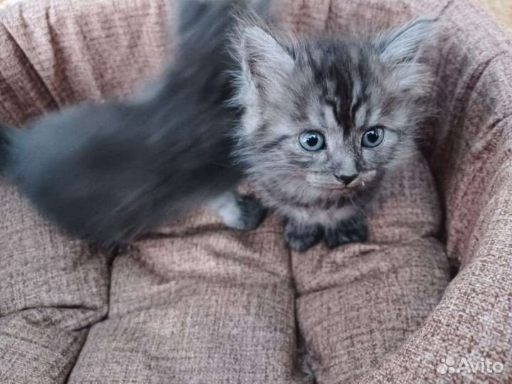 Котята в дар, 1 мальчик, 3 девочки