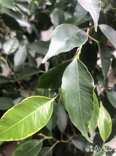 Фикус Бенджамина, Юкка