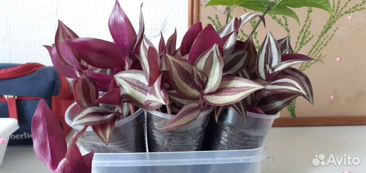 Традесканция зебрина