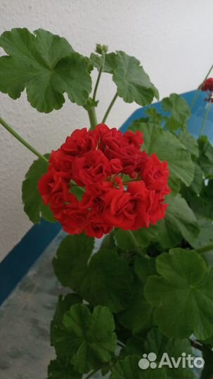 Цветы:фиалка,герань розебудная,декабристы