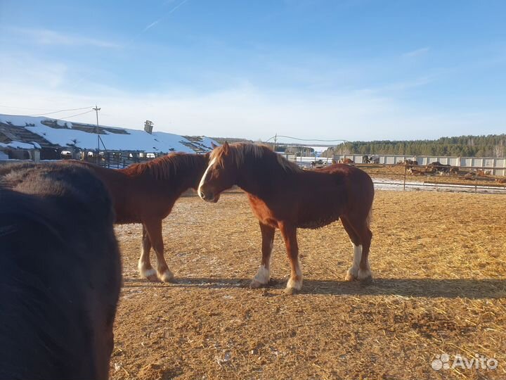 Жеребец тяжеловоз