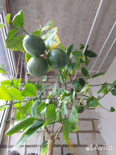 Лимонное дерево с плодами