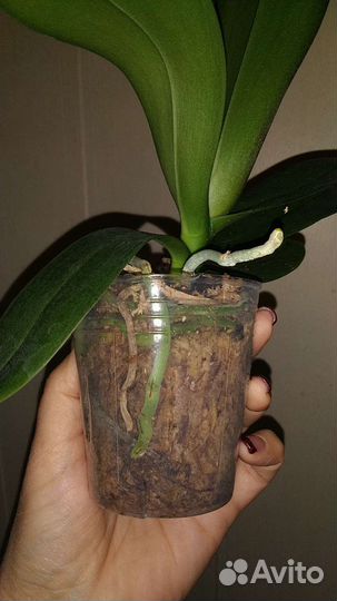 Орхидея Ching Ann Diamond пелорик