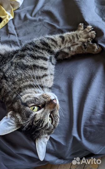 Котик Назар