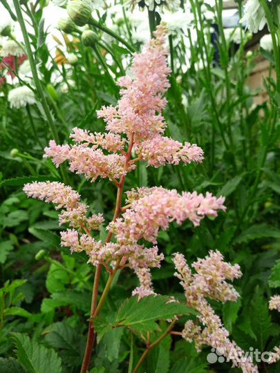 Астильба, колокольчик скученный