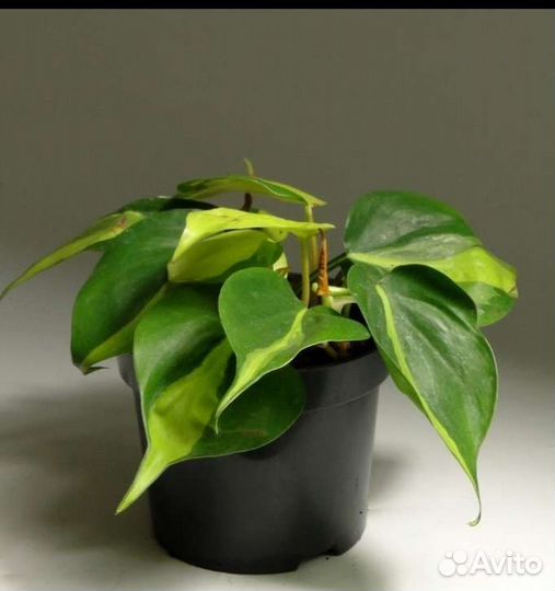 Филодендрон Бразил