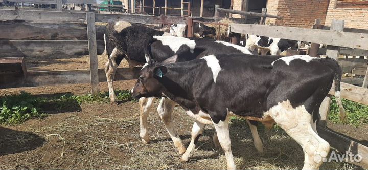 Телята бычки