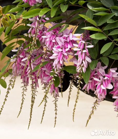 Индигофера Жерара саженцы для сада. Доставка