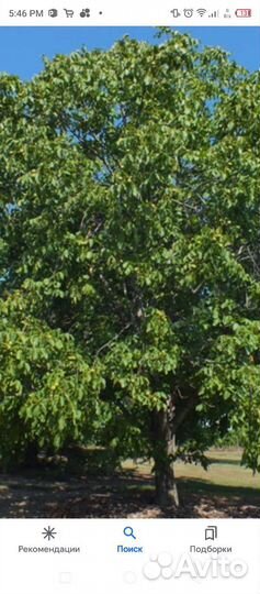 Орех грецкий Идеал (саженцы)