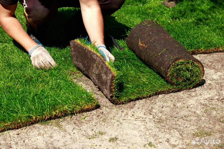 Рулонный газон с укладкой