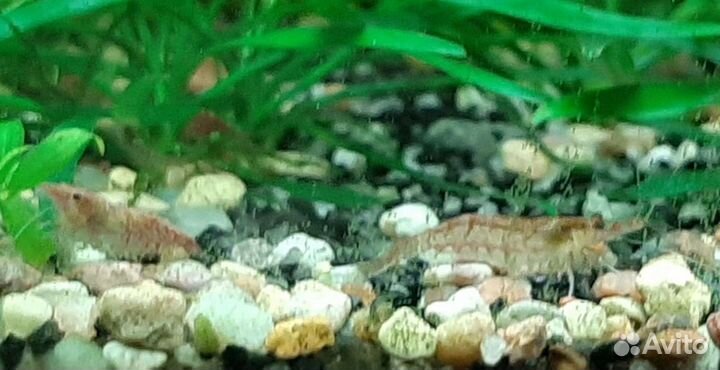 Анцитрус вуалевый