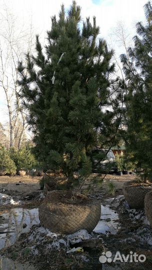 Кедр Сибирский, дерево-крупномер, 3-5 м