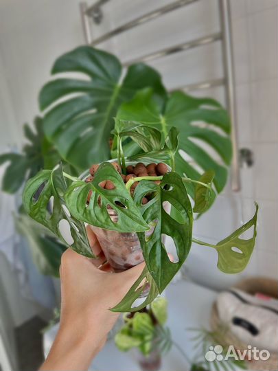 Монстера адансона