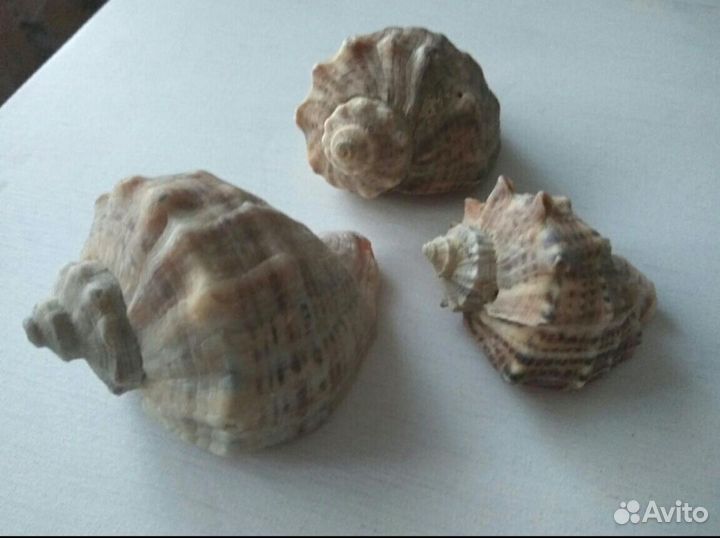 Ракушки морские