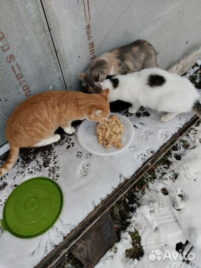 Котята