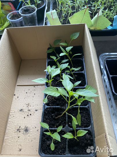 Рассада помидор и перцев