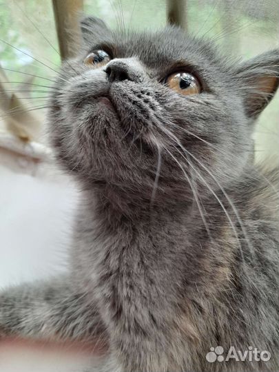 Персидская кошка