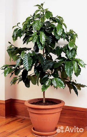 Кофе Арабика (кофейное дерево)