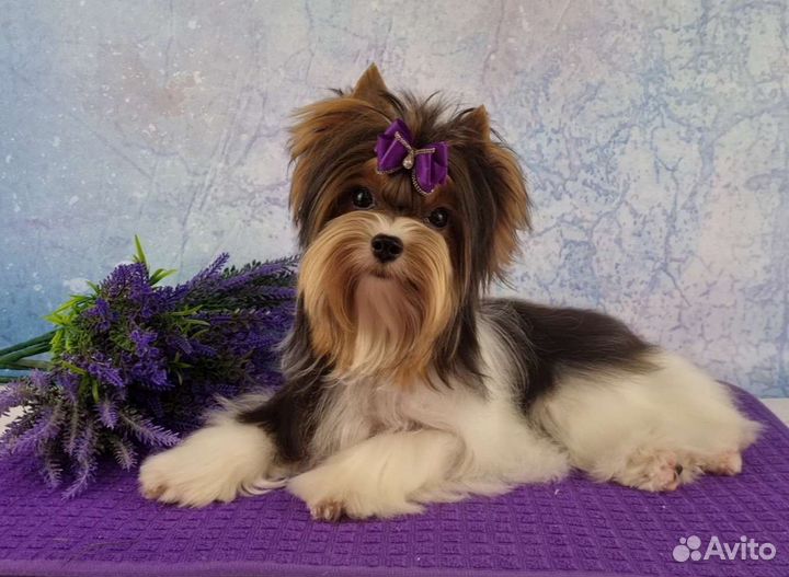 Самая красивая девочка породы Бивер