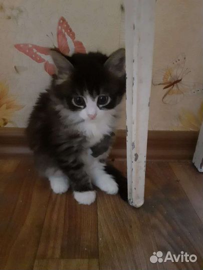 Кошка в дар бесплатно