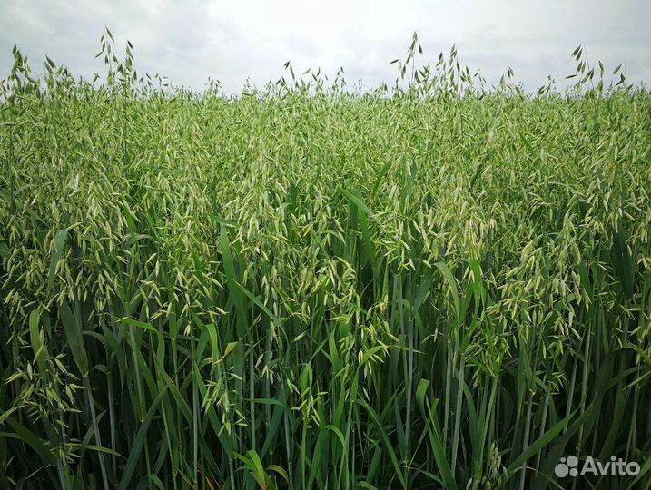 Семена трав