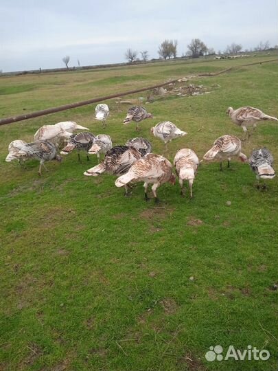 Индюки домашние