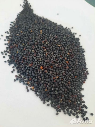 Просо сафлор рапс лен суданка растаропша канареечн