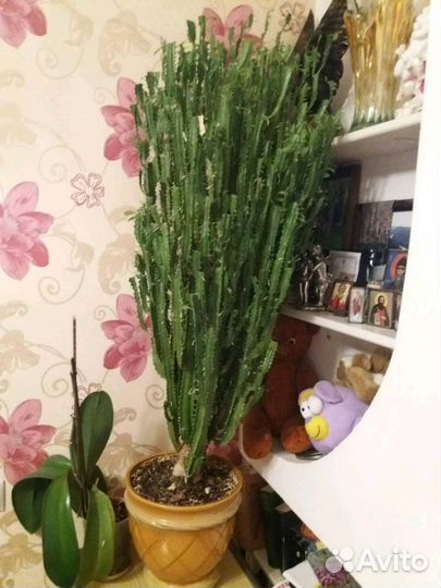 Кактус молочай