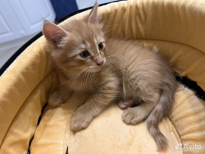 Котик бесплатно в добрые руки