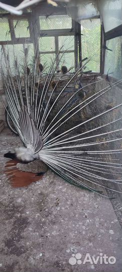 Павлины пара