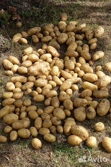 Картофель Новые Бурасы