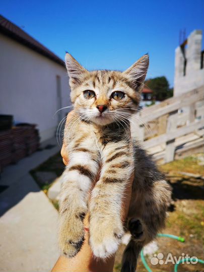 Котёнок (девочка) в добрые руки