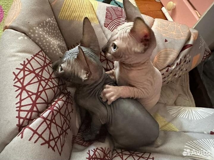 Милашки Сфинкс