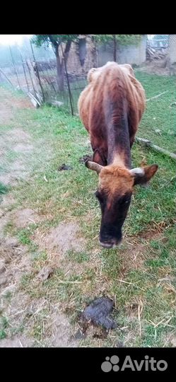 Корова дойная