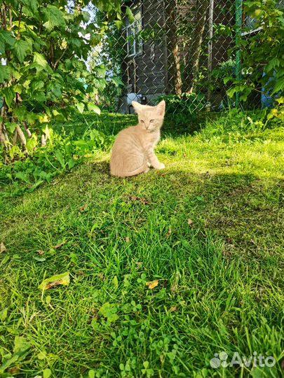 Малыши-карандаши